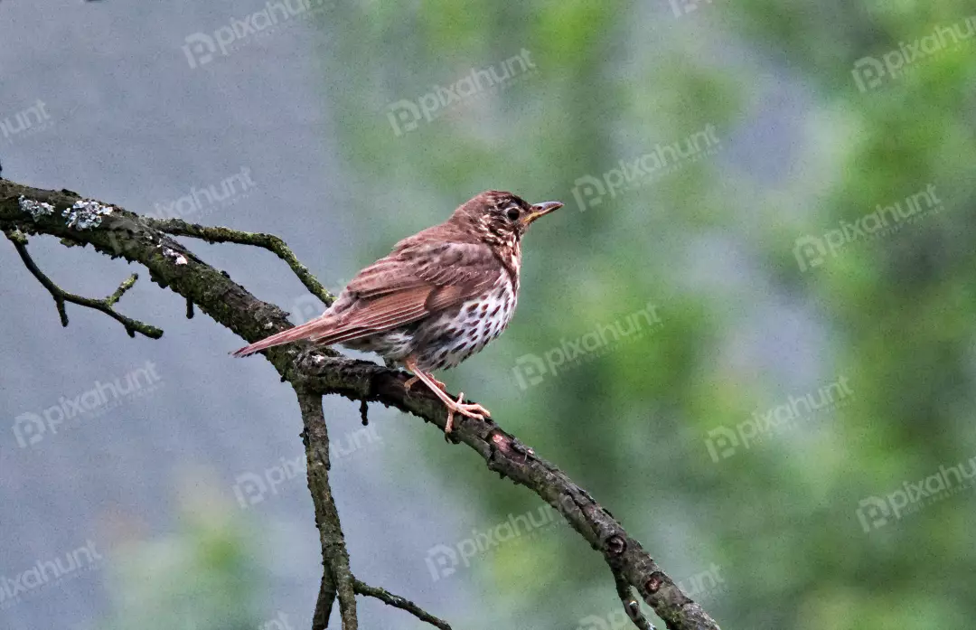 Speckled Song Thrush Perched on Mossy Branch in a Serene Woodland Setting