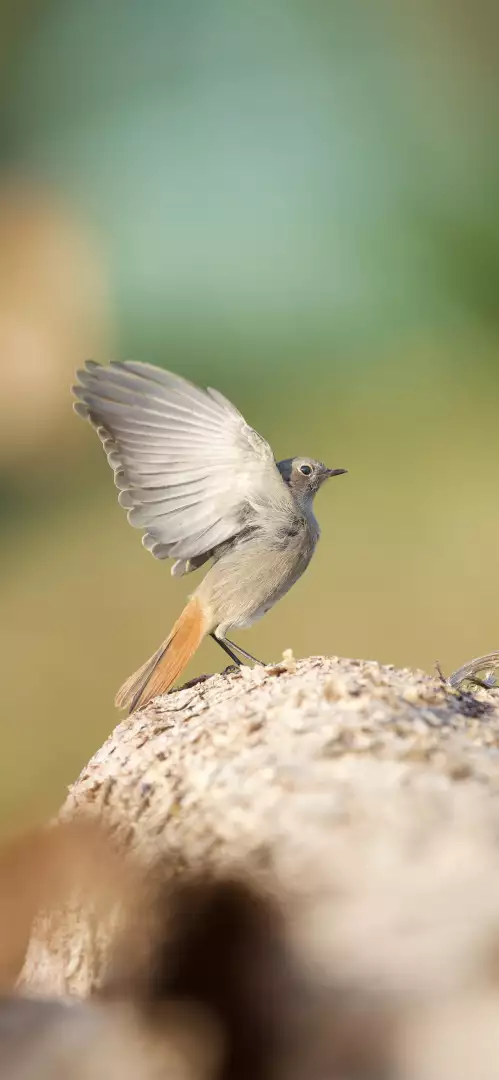 Free Premium Stock Photos Small bird with wings outstretched on a textured surface