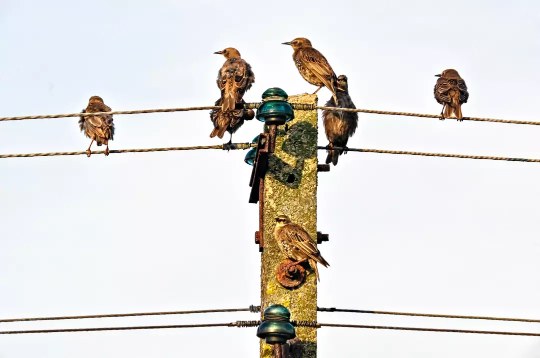 Starlings Perched on an Old Concrete Utility Pole and Wires