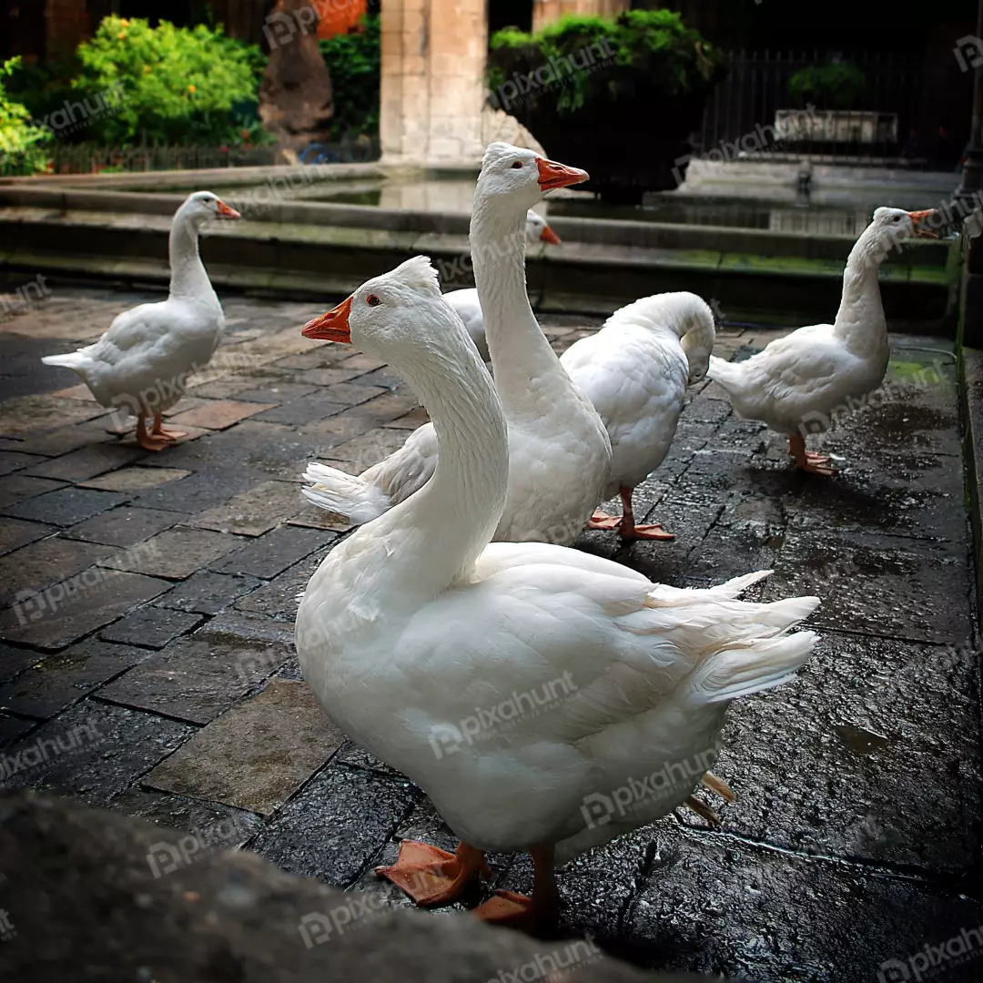 White Geese Gathering in Historic Stone Courtyard with Reflective Wet Pavement