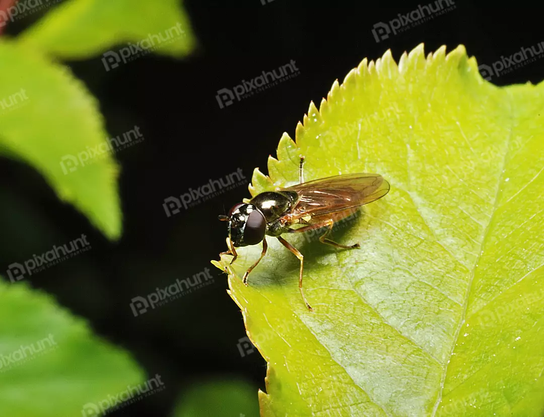 Macro Close-up of a Metallic Hoverfly Perched on a Vibrant Green Leaf Edge