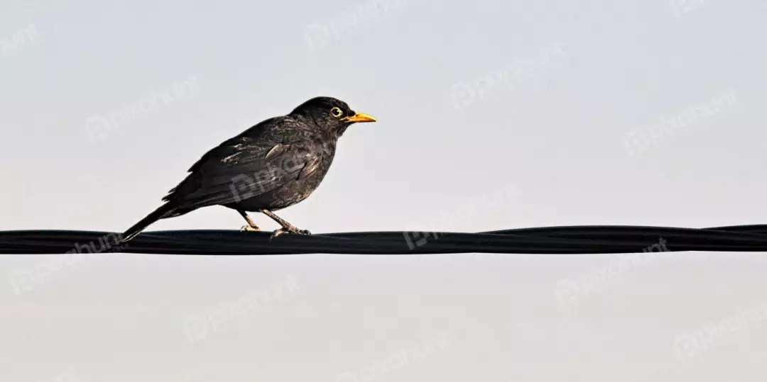 Common Blackbird Perched on Electrical Wire Against a Serene Sky