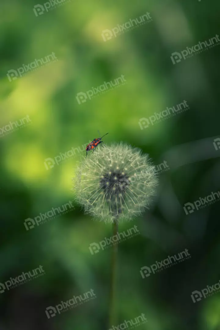 Free Premium Stock Photos Red Black Firebug on Dandelion Fluff Macro