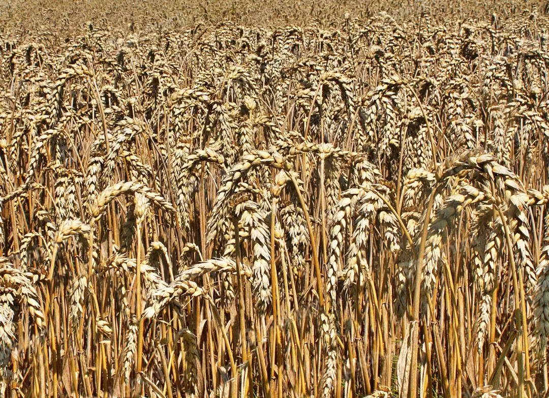 Expansive Golden Ripe Wheat Field Ready for Bountiful Summer Harvest