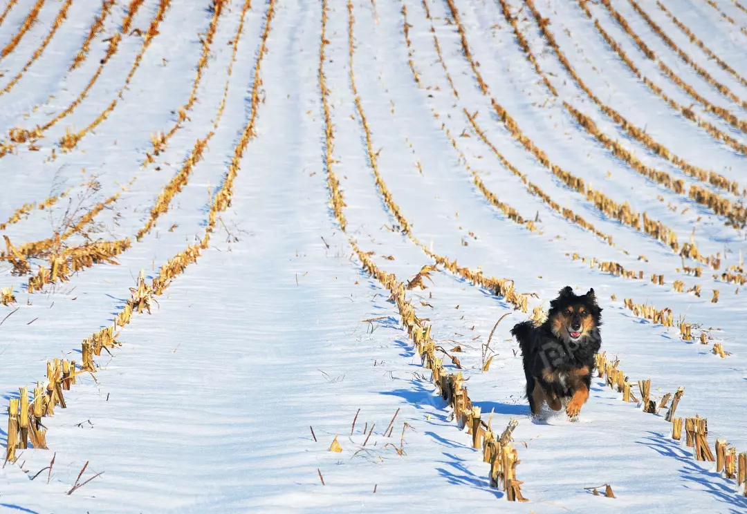 Energetic Black and Brown Dog Running in Snowy Cornfield Landscape
