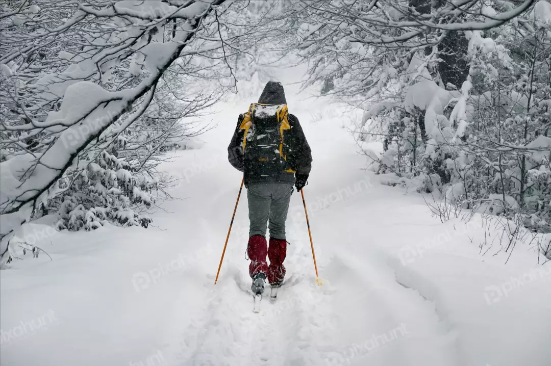 Skier Trekking Through a Serene Snow-Covered Winter Forest Trail