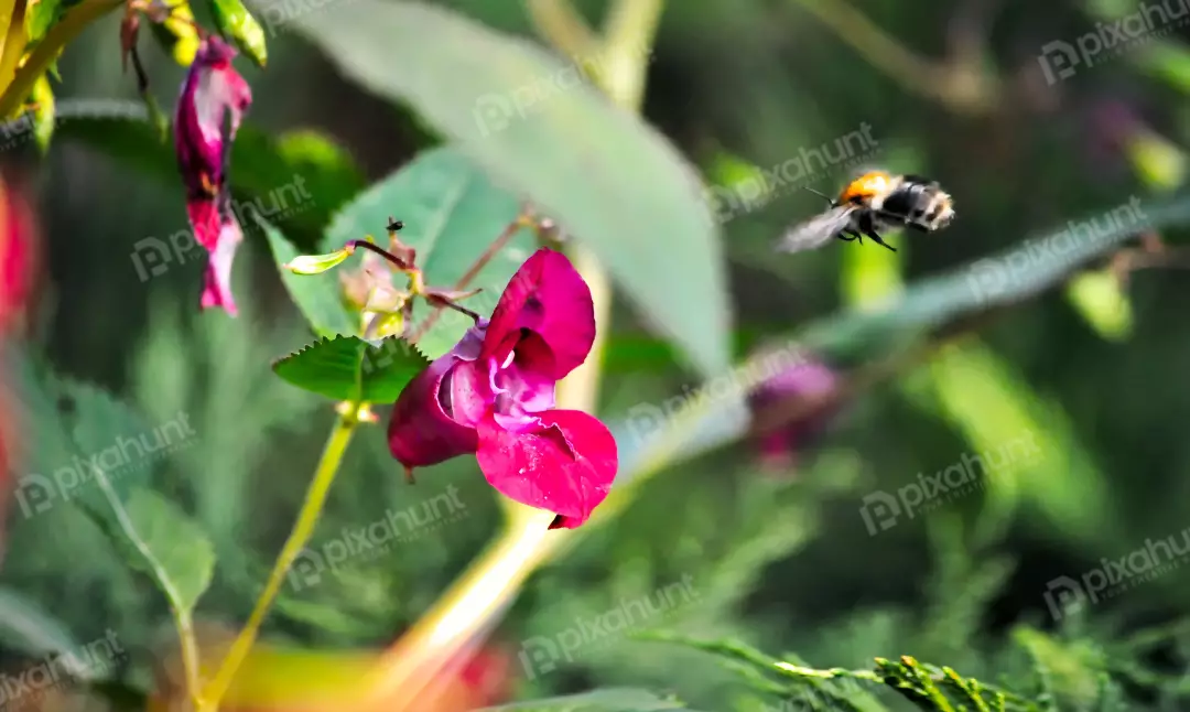 Vibrant Bumblebee Flying Towards Pink Flower for Pollination in Nature
