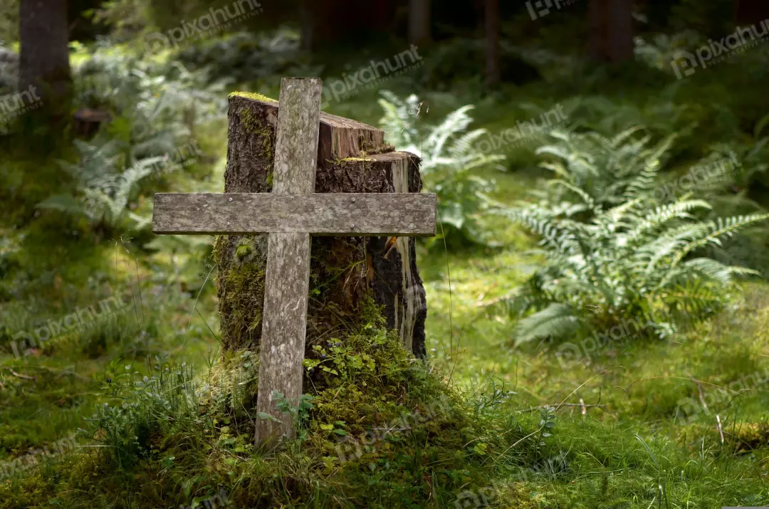 Rustic Wooden Cross Amidst Lush Green Forest Undergrowth