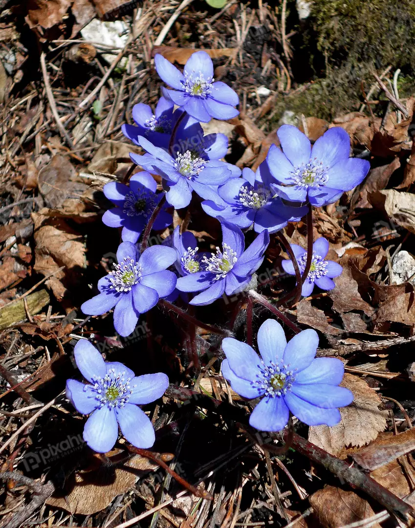 Beautiful Wild Blue Hepatica Flowers Emerging in Early Spring Forest