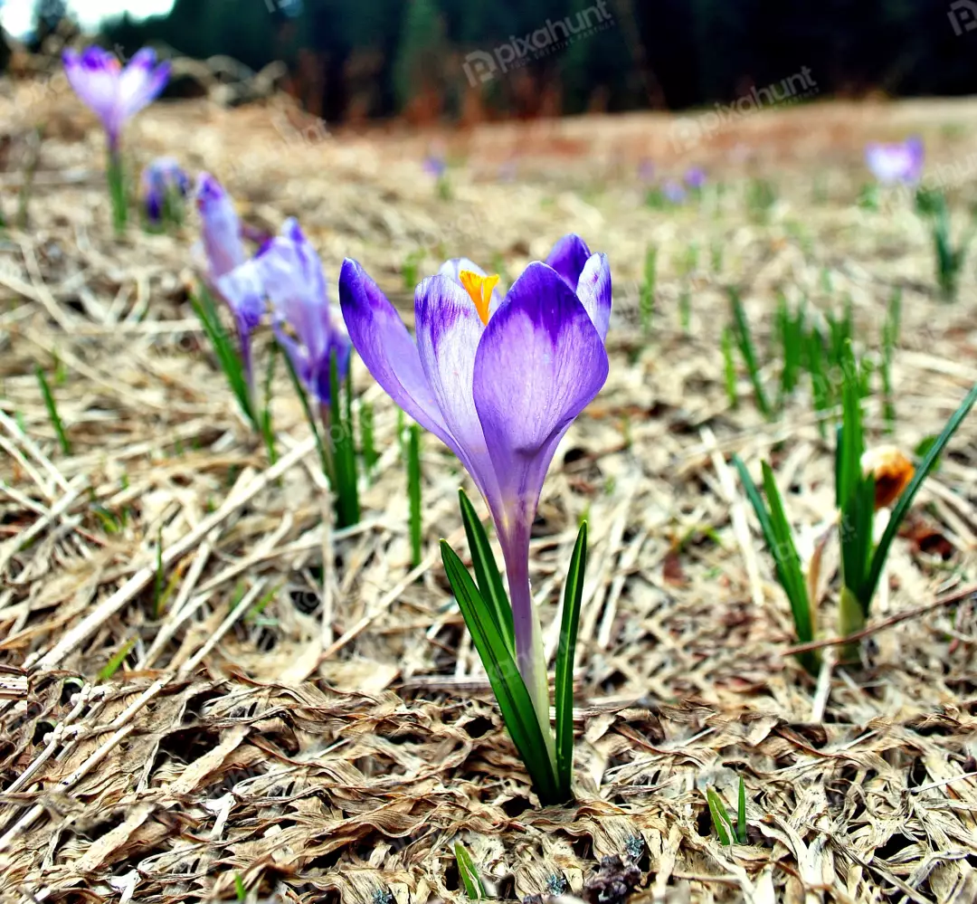 Vibrant Purple Crocus Blossom Emerging in a Field of Dried Winter Grass