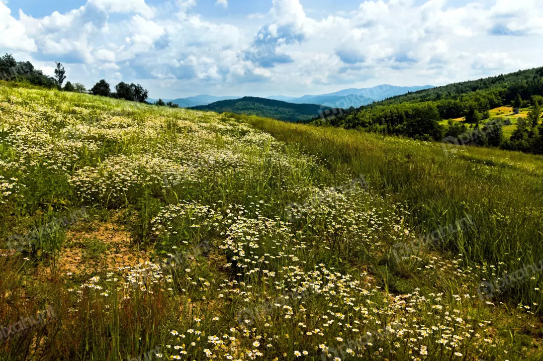 Vast Daisy Meadow in Lush Green Mountain Valley Landscape