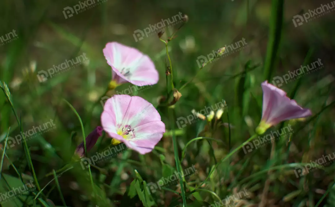 Delicate Pink and White Trumpet Flowers in Lush Green Grass
