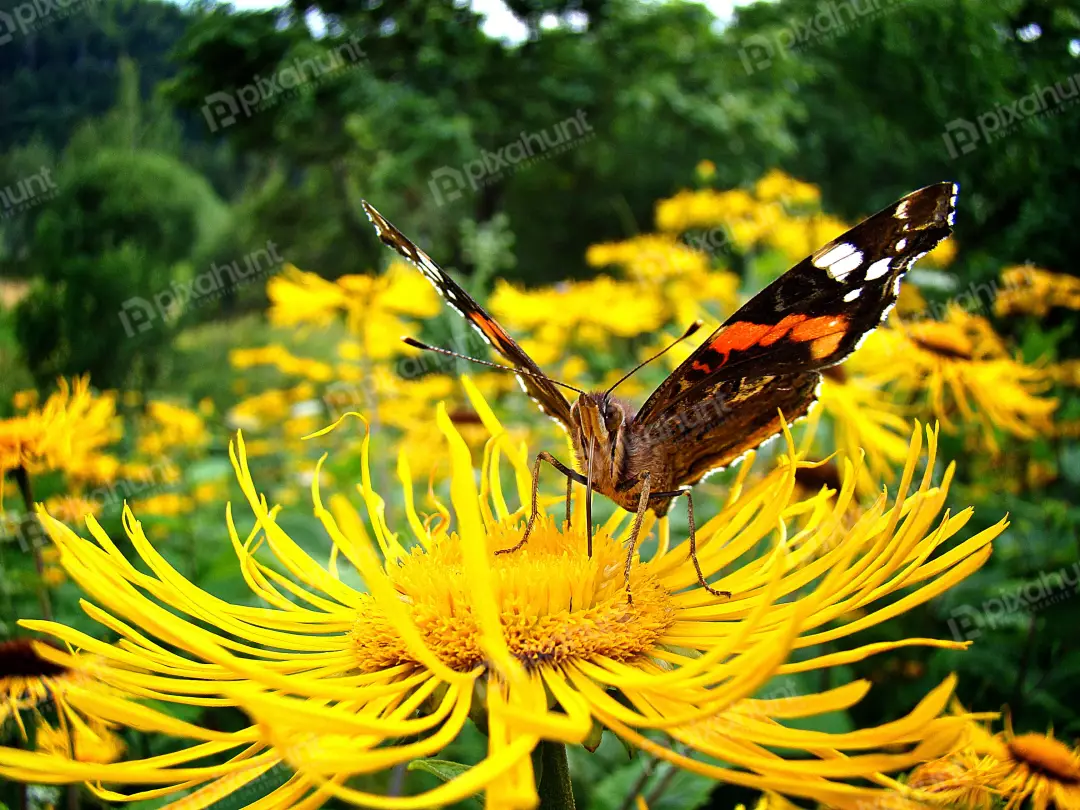 Macro shot capturing a colorful butterfly on a vibrant yellow blossom in natural habitat