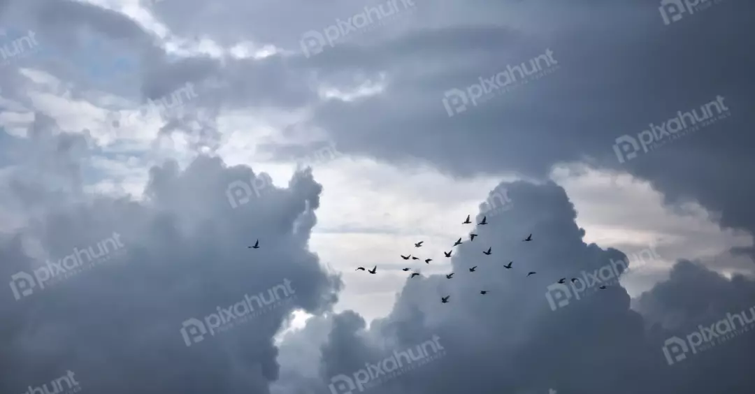 Silhouetted Birds Flying Through Dramatic Overcast Clouds
