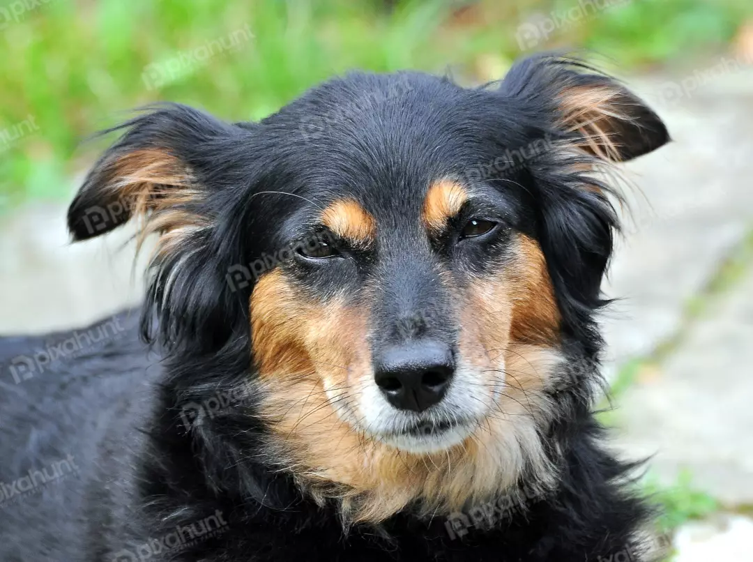 Thoughtful Portrait of a Black and Tan Mixed Breed Dog in a Green Outdoor Setting