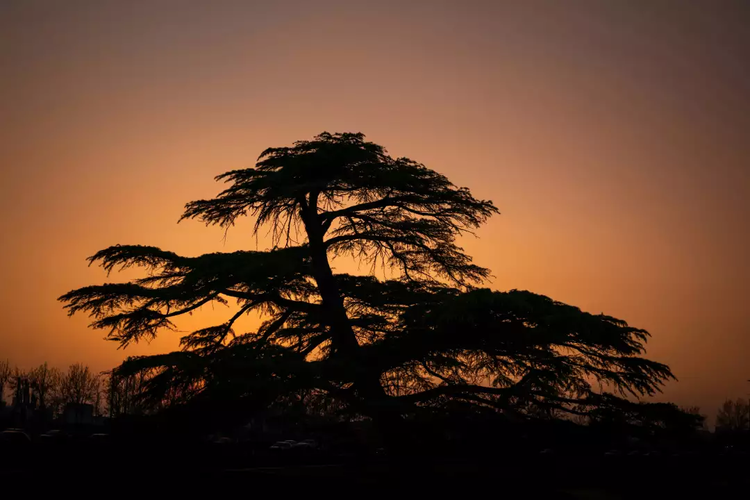 Free Premium Stock Photos Silhouette of a large cedar tree against a dramatic sunset sky