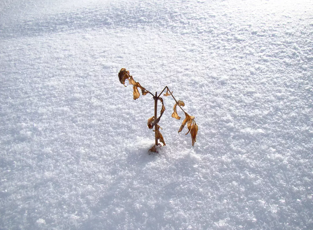 Withered Plant Stems Stand Resilient in Expansive Sparkling White Winter Snow