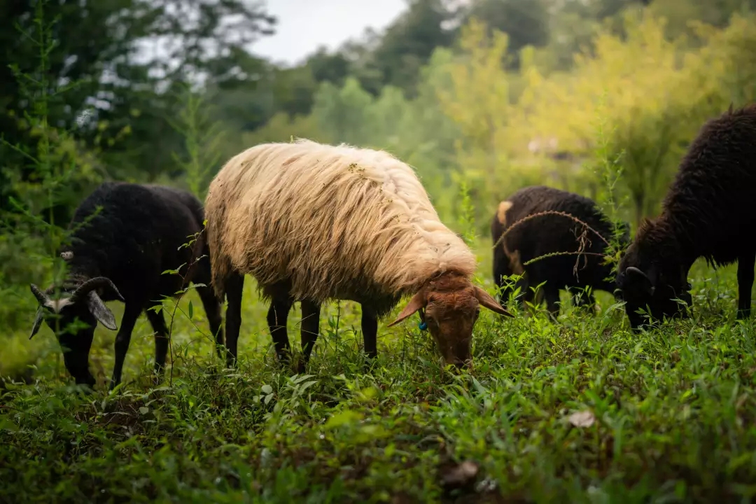 Free Premium Stock Photos Pastoral Scene: Diverse Sheep Herd Grazing on Lush Green Meadow