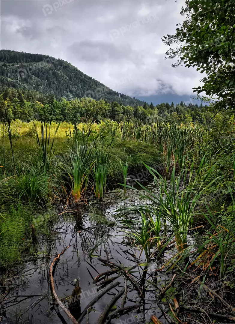 Lush Wetland Marsh with Forested Mountains and Overcast Sky