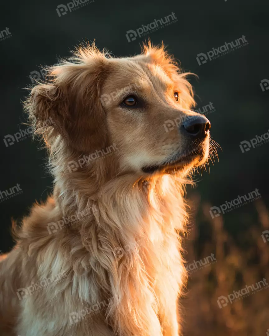 Attentive Golden Retriever Dog Portrait Bathed in Golden Hour Sunlight in Nature
