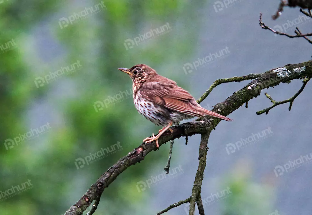 Song Thrush Perched on Textured Branch in Lush Green Forest Environment