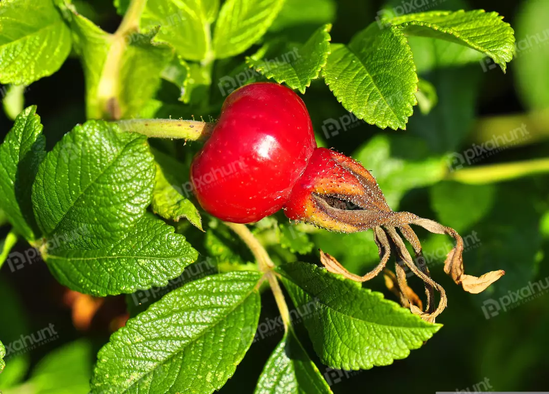 Vibrant Red Rosehip Fruit with Lush Green Leaves on a Wild Rose Bush