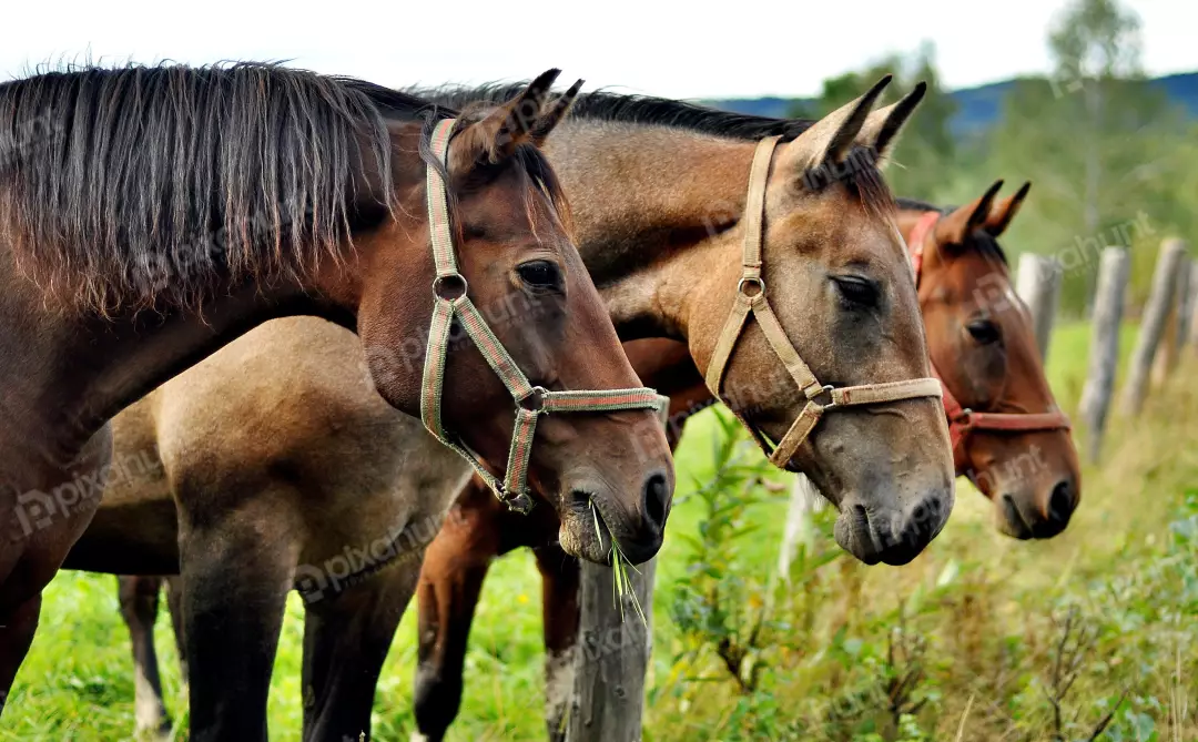 Three Brown Horses with Halters Grazing Peacefully in a Vibrant Green Rural Pasture