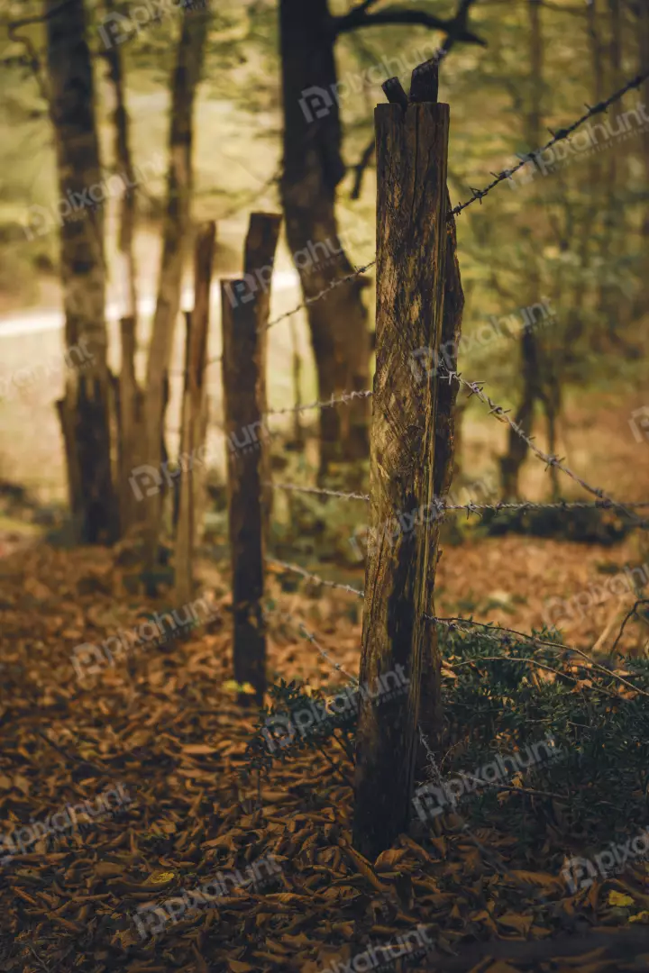 Free Premium Stock Photos Rustic Barbed Wire Fence Autumn Forest