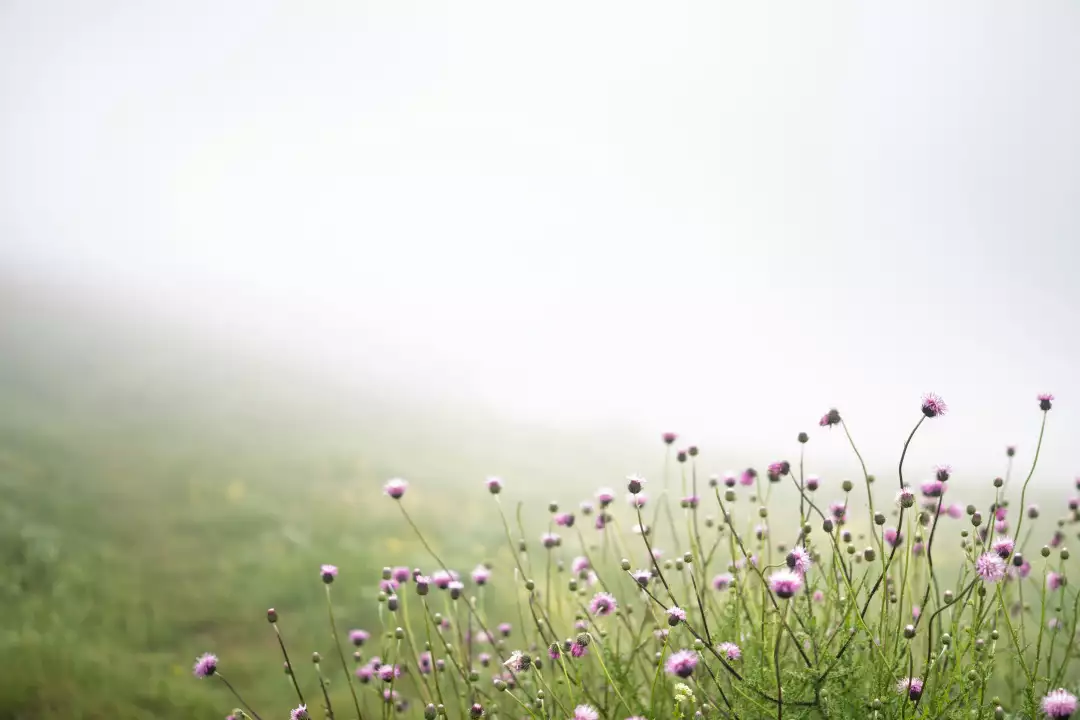 Free Premium Stock Photos Misty Meadow with Blooming Thistle Flowers