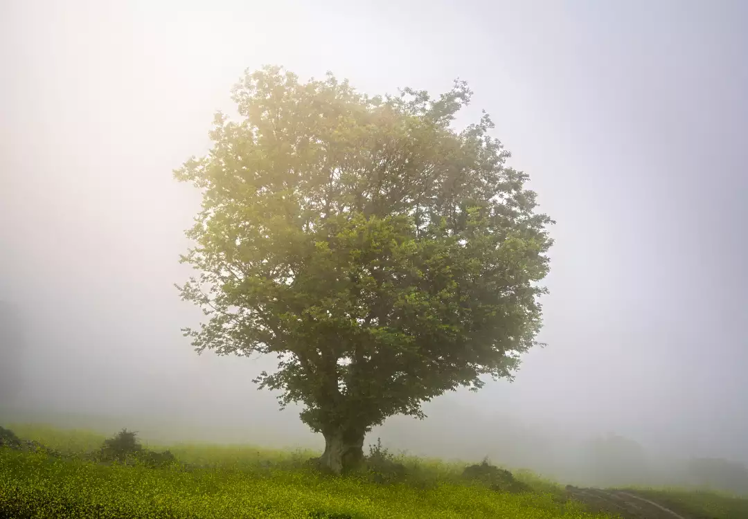 Free Premium Stock Photos Misty Meadow Landscape with Solitary Tree and Yellow Flowers