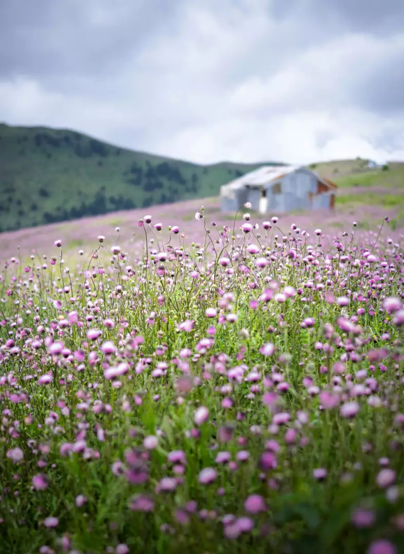 Free Premium Stock Photos Serene Field of Pink Flowers with Rustic Barn and Rolling Hills