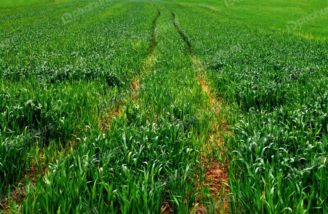 Vibrant Green Crop Field with Tractor Tracks Leading into the Horizon