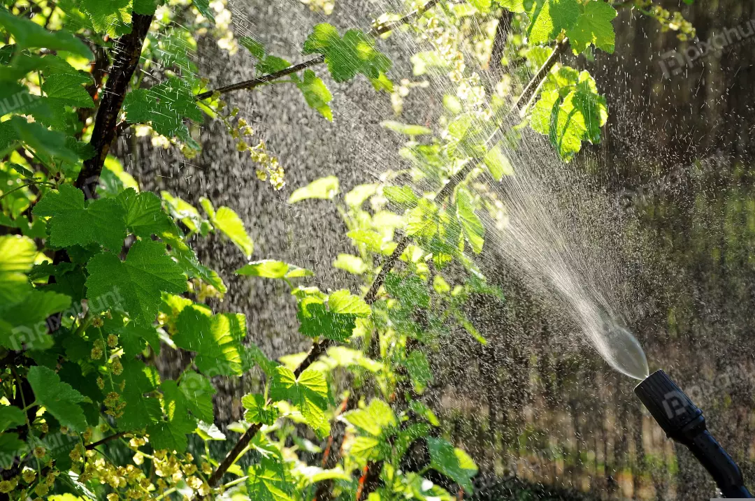 Garden Watering Green Leaves with Sunlight Spray