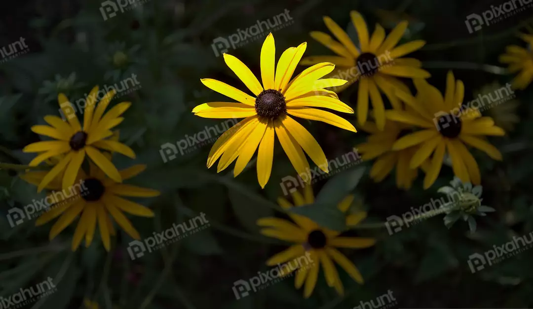 Vibrant Yellow Black-Eyed Susan Flower in Sunlight on Dark Background