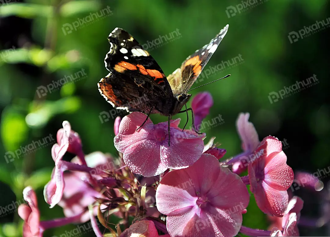 Red Admiral Butterfly with Delicate Dew Drops on Vibrant Pink Phlox Flowers in Sunlight