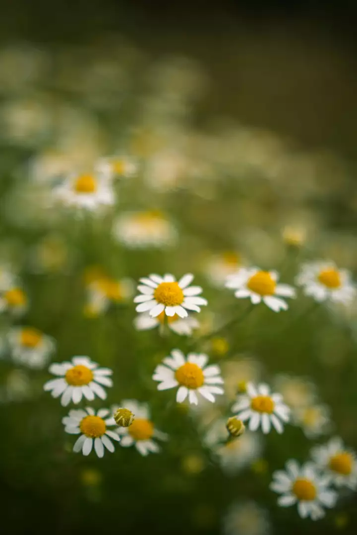 Free Premium Stock Photos Field of delicate white daisies with yellow centers and soft green background
