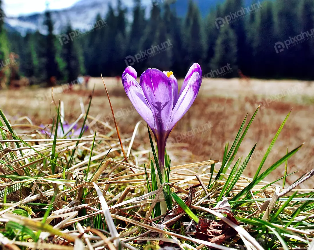 Vibrant Purple Crocus Blossom in Sunny Mountain Meadow During Spring