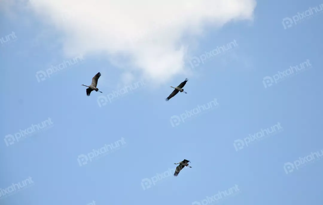 Three Cranes Soaring Gracefully in a Clear Blue Sky with Clouds