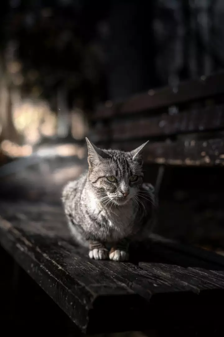 Free Premium Stock Photos A Tabby Cat Sits on a Dark Wooden Park Bench in Natural Sunlight