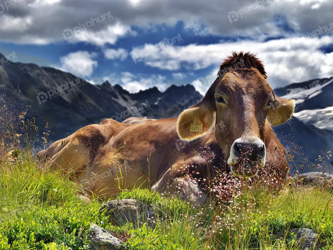 Peaceful Brown Alpine Cow Resting in Lush Mountain Pasture under Cloudy Sky