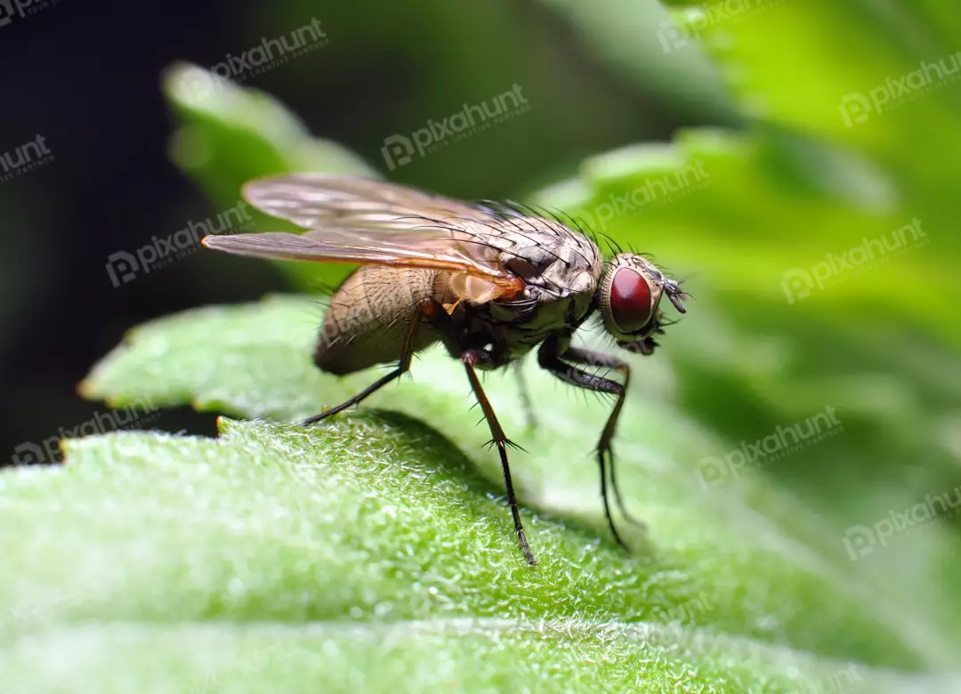 Close-up Macro Shot of a Housefly Resting on a Vibrant Green Leaf Detailed Insect Photography