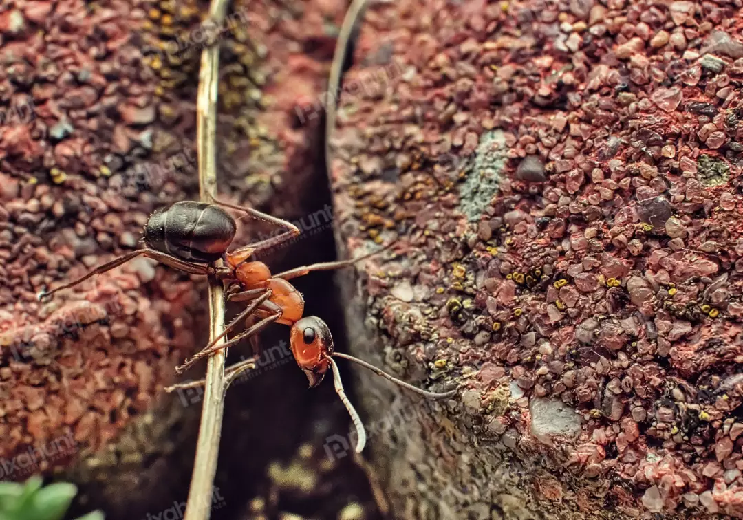 Macro Photography of Red Ant Crawling on Thin Branch