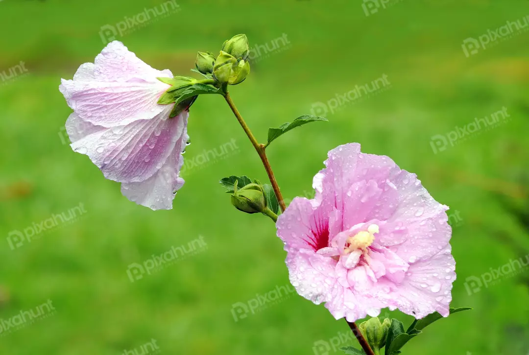 Vibrant Pink Hibiscus Flowers with Raindrops and Green Buds on a Soft Background
