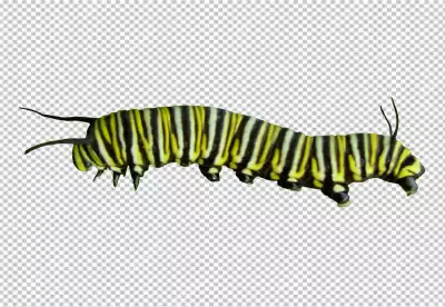 Monarch caterpillar is a beautiful creature and bright yellow body with black stripes and white spots