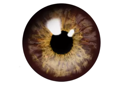 Digital composite image of iris against transparent  background