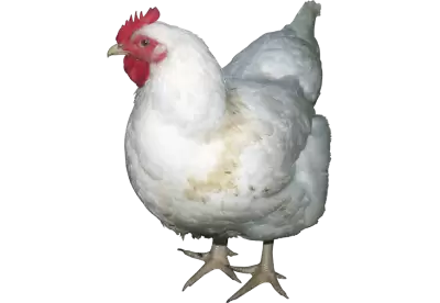 Farm chickens are raised at a 45 degree angle which looks different