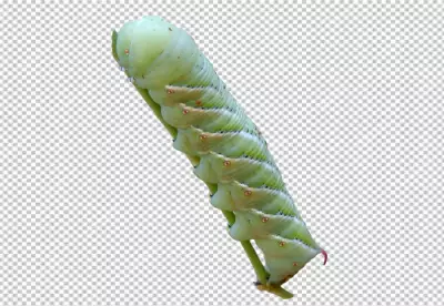 Caterpillar is about 2 inches long and has a cylindrical body with a smooth, shiny skin