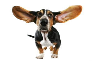 cute small dog with flying ears