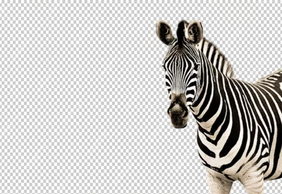Zebra's black and white stripes are clearly visible as well as its long flowing mane