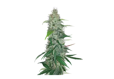 Fresh and vibrant green marijuana leaves 